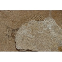 unprepared fossil fish PRISCACARA