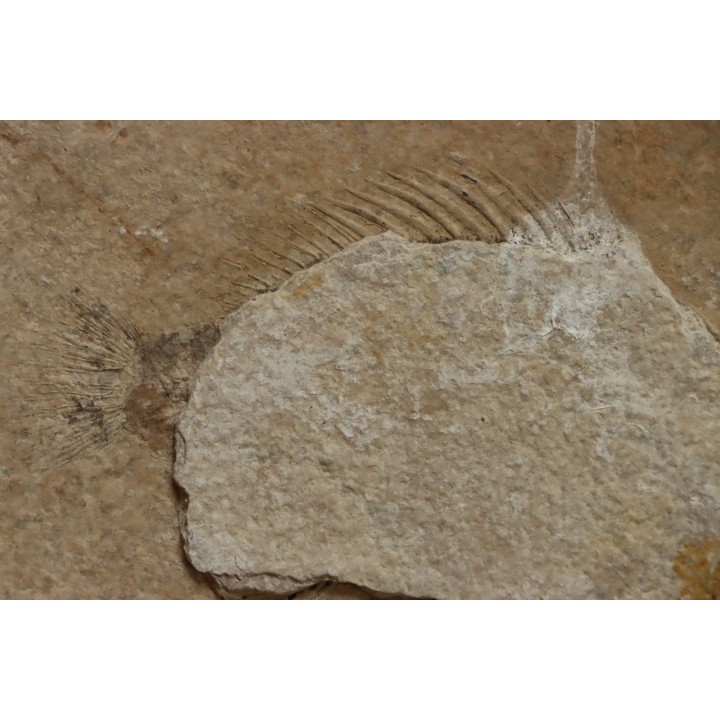 unprepared fossil fish PRISCACARA