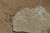 poisson fossile à dégager - PRISCACARA