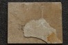 poisson fossile à dégager - PRISCACARA