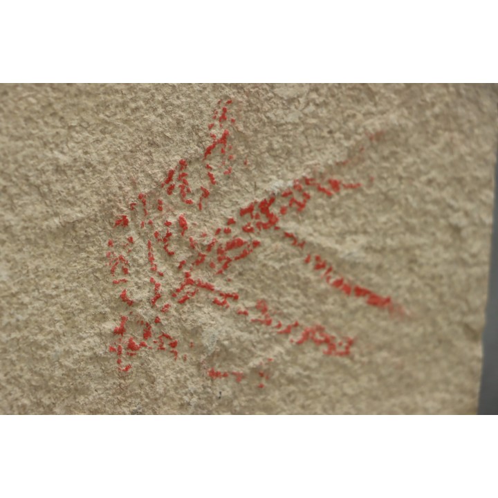 unprepared fossil fish PRISCACARA