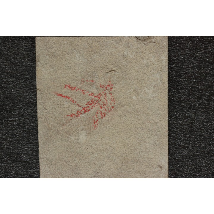 unprepared fossil fish PRISCACARA