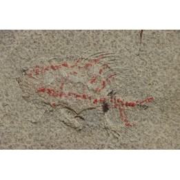 poisson fossile à dégager - PRISCACARA