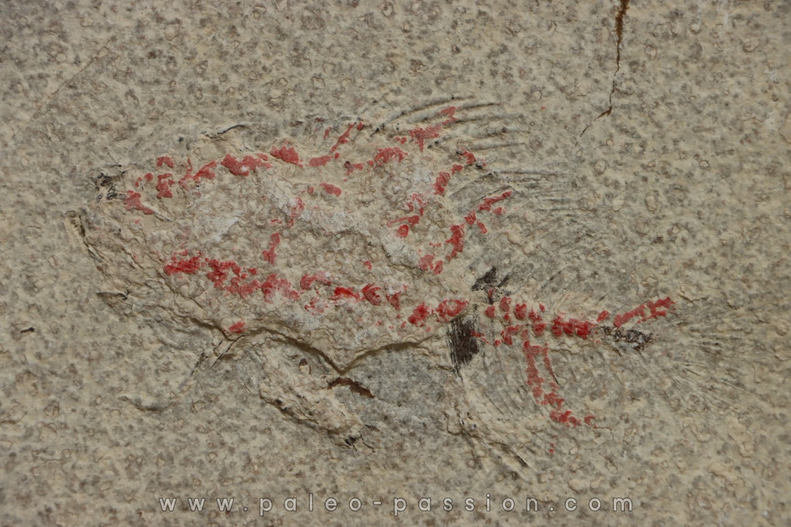 unprepared fossil fish PRISCACARA