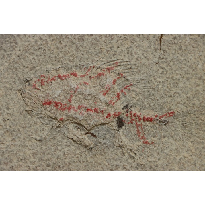 poisson fossile à dégager - PRISCACARA