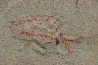 unprepared fossil fish PRISCACARA