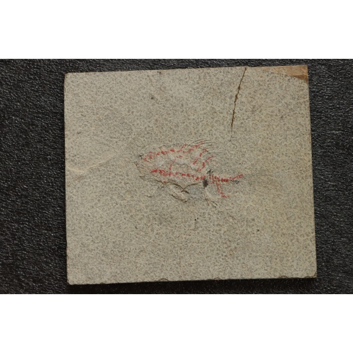 unprepared fossil fish PRISCACARA