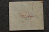 unprepared fossil fish PRISCACARA