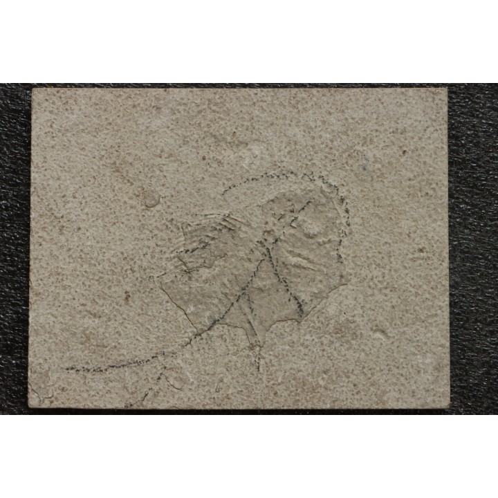 unprepared fossil fish PRISCACARA