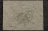 unprepared fossil fish PRISCACARA