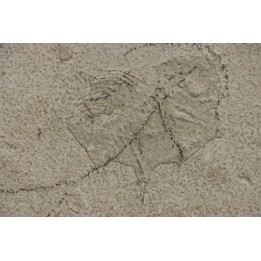 poisson fossile à dégager - PRISCACARA