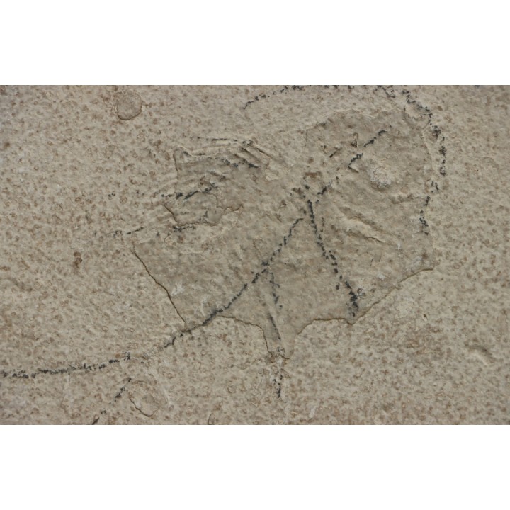 unprepared fossil fish PRISCACARA