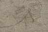 unprepared fossil fish PRISCACARA