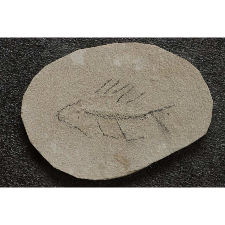 unprepared fossil fish PRISCACARA