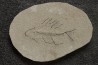poisson fossile à dégager - PRISCACARA