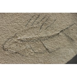 unprepared fossil fish PRISCACARA