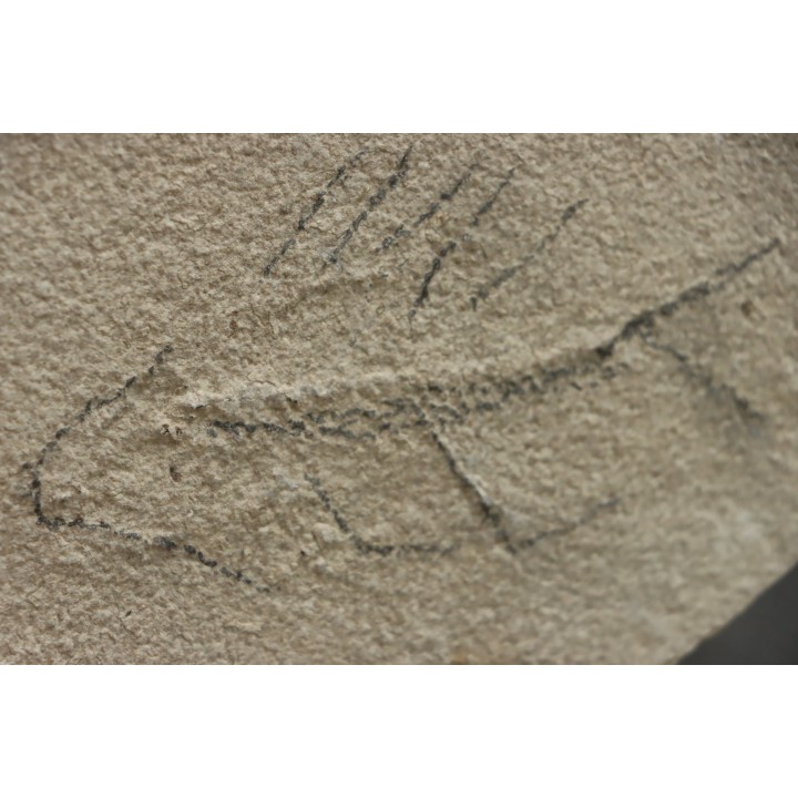 unprepared fossil fish PRISCACARA