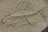 unprepared fossil fish PRISCACARA