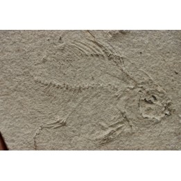 poisson fossile à dégager - PRISCACARA