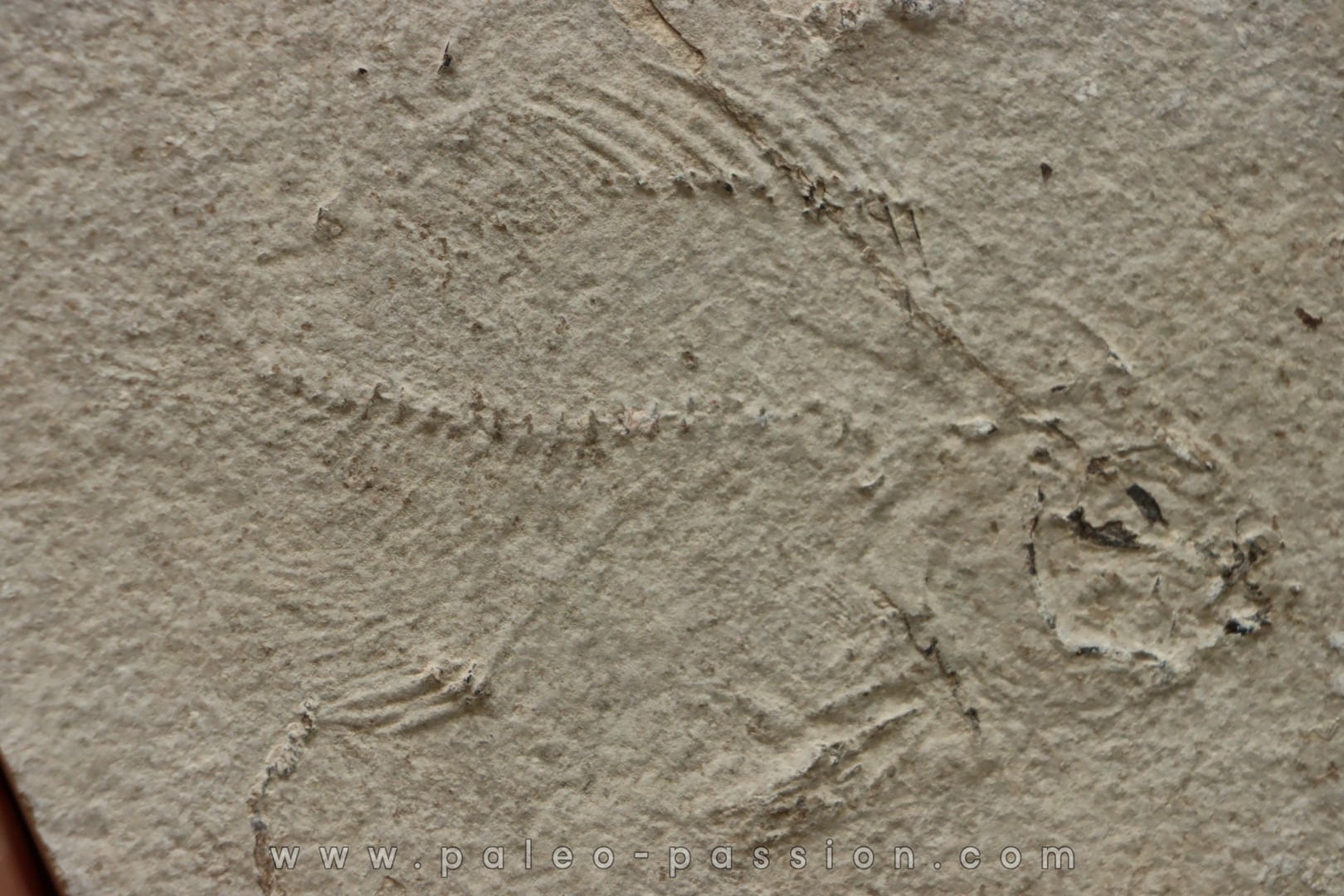 poisson fossile à dégager - PRISCACARA