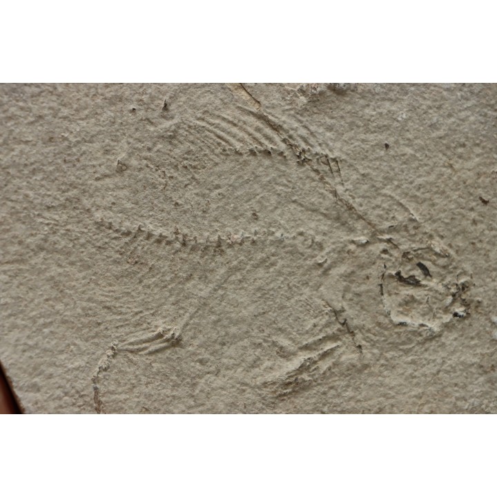 unprepared fossil fish PRISCACARA