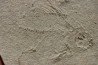 poisson fossile à dégager - PRISCACARA