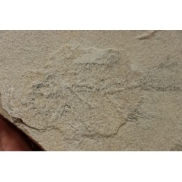poisson fossile à dégager - PRISCACARA