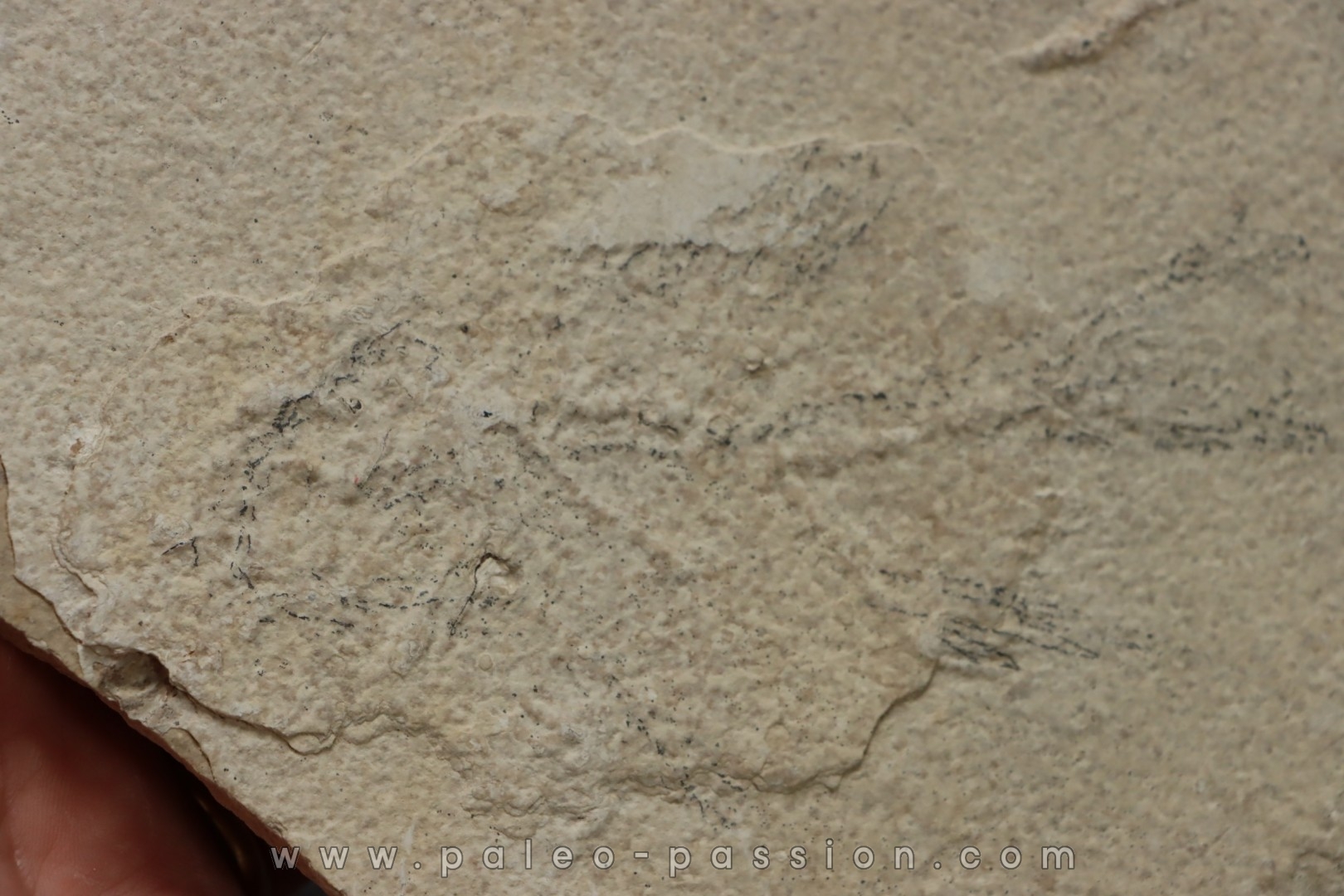 poisson fossile à dégager - PRISCACARA