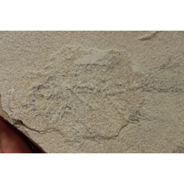 poisson fossile à dégager - PRISCACARA