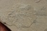 unprepared fossil fish PRISCACARA