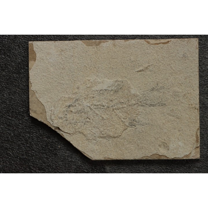 poisson fossile à dégager - PRISCACARA