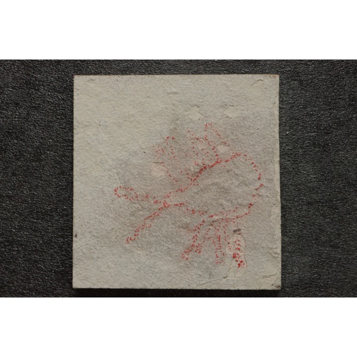 poisson fossile à dégager - PRISCACARA