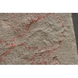 poisson fossile à dégager - PRISCACARA