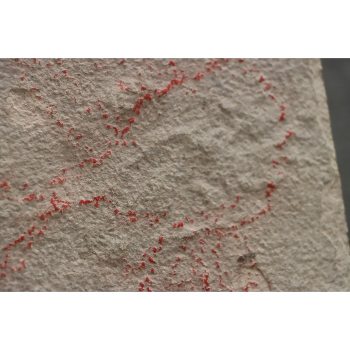 unprepared fossil fish PRISCACARA