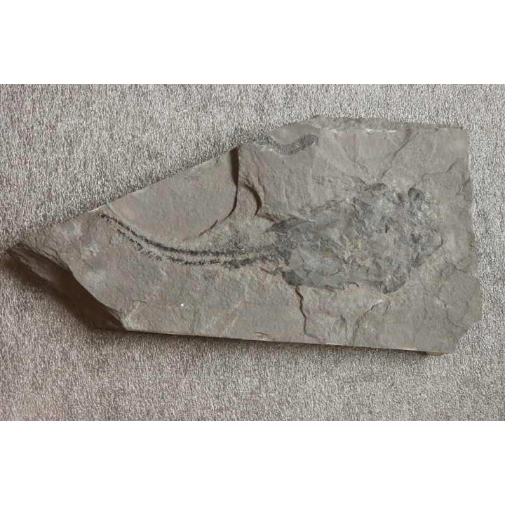 PLACODERME:  Coccosteus cuspidatus - Dévonien moyen -"old red sandstone Fmt"-  Orkney, Scotland