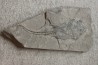 PLACODERME:  Coccosteus cuspidatus - Dévonien moyen -"old red sandstone Fmt"-  Orkney, Scotland