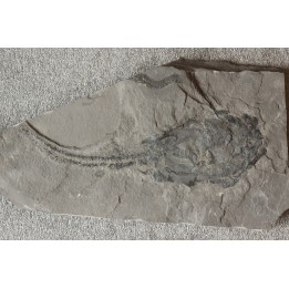 PLACODERME:  Coccosteus cuspidatus - Dévonien moyen -"old red sandstone Fmt"-  Orkney, Scotland