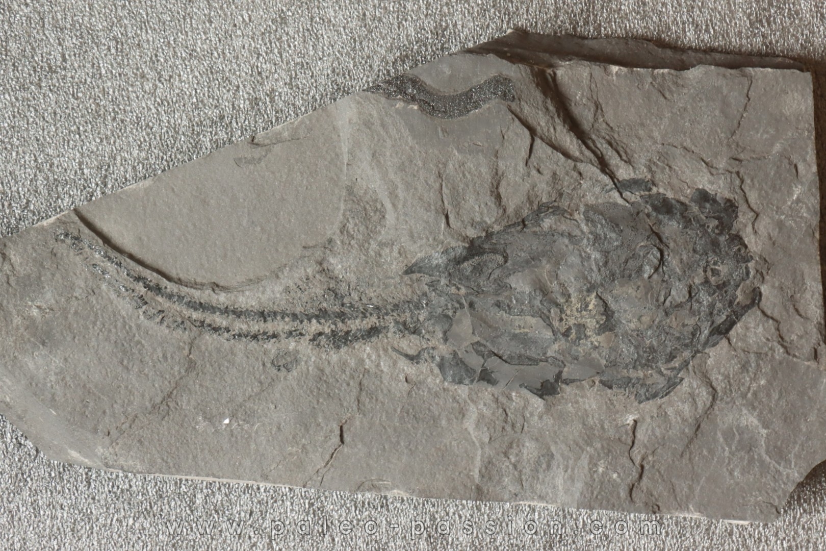 very rare PLACODERME: Coccosteus cuspidatus - Middle Devonian - old red sandstone Fmt - Orkney, Scotland