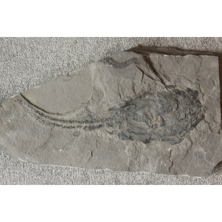 PLACODERME:  Coccosteus cuspidatus - Dévonien moyen -"old red sandstone Fmt"-  Orkney, Scotland