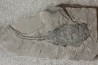 PLACODERME:  Coccosteus cuspidatus - Dévonien moyen -"old red sandstone Fmt"-  Orkney, Scotland