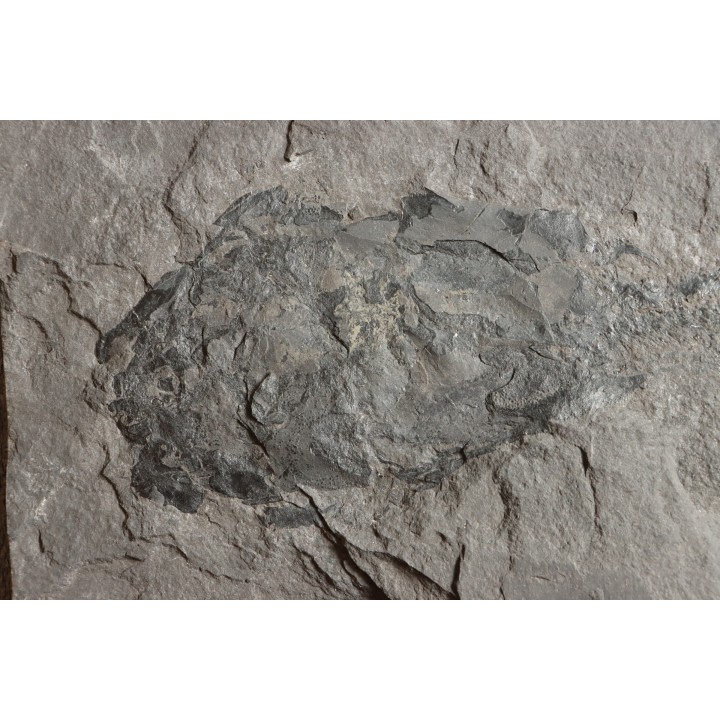 very rare PLACODERME:  Coccosteus cuspidatus - Middle Devonian - old red sandstone Fmt - Orkney, Scotland