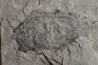 very rare PLACODERME: Coccosteus cuspidatus - Middle Devonian - old red sandstone Fmt - Orkney, Scotland