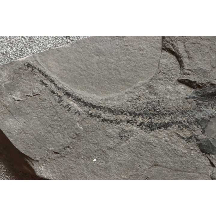 PLACODERME:  Coccosteus cuspidatus - Dévonien moyen -"old red sandstone Fmt"-  Orkney, Scotland