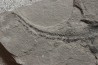 very rare PLACODERME: Coccosteus cuspidatus - Middle Devonian - old red sandstone Fmt - Orkney, Scotland