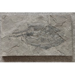très rare exemplaire de PLACODERME:  Coccosteus cuspidatus - Dévonien moyen -"old red sandstone Fmt"-  Orkney, Scotland