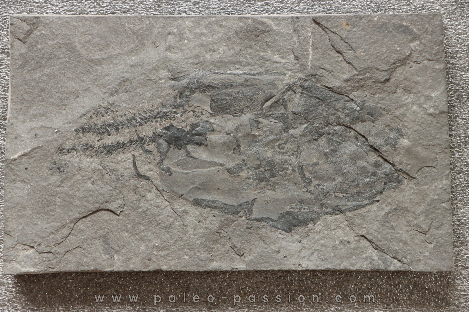 very rare PLACODERME: Coccosteus cuspidatus - Middle Devonian - old red sandstone Fmt - Orkney, Scotland