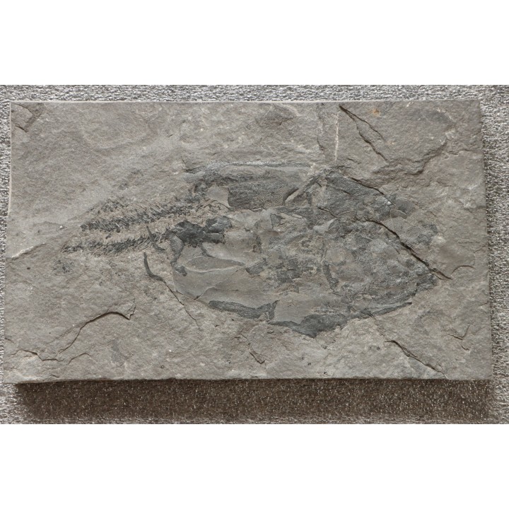 very rare PLACODERME:  Coccosteus cuspidatus - Middle Devonian - old red sandstone Fmt - Orkney, Scotland