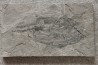 très rare exemplaire de PLACODERME:  Coccosteus cuspidatus - Dévonien moyen -"old red sandstone Fmt"-  Orkney, Scotland