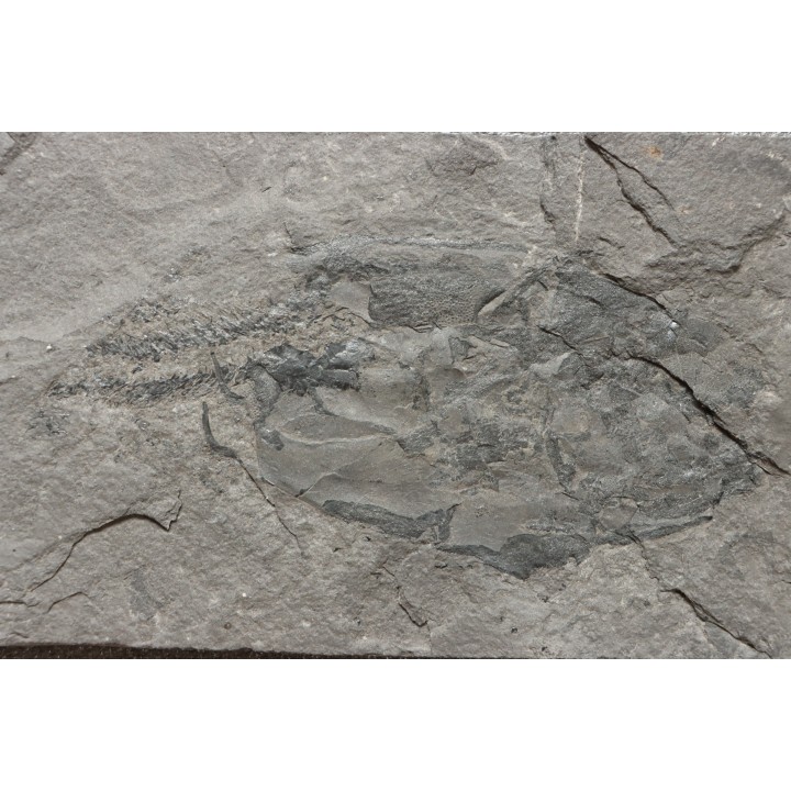 très rare exemplaire de PLACODERME:  Coccosteus cuspidatus - Dévonien moyen -"old red sandstone Fmt"-  Orkney, Scotland