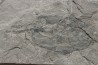 very rare PLACODERME: Coccosteus cuspidatus - Middle Devonian - old red sandstone Fmt - Orkney, Scotland